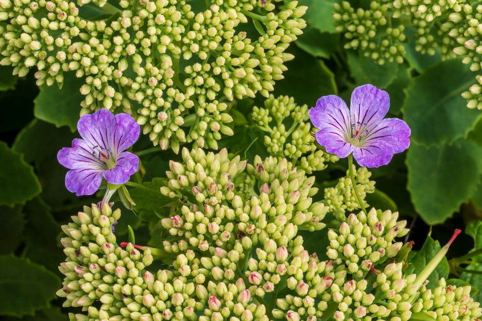 Which Hardy Geraniums Work as Ground Cover in Dry Shade Under Trees?